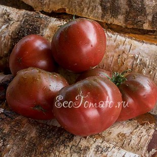 Сорт томата Южный вечер