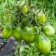Изумрудная Груша, сорт томата