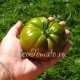 Сорт томата Изумрудное яблоко