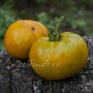 Сорт томата Moya Verte (Мойя верте), Франция