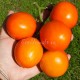 Сорт томата Апельсин
