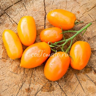 Сорт томата Чухлома