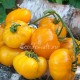 Сорт томата Mennonite Orange (Оранжевый меннонит), США