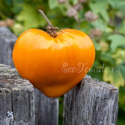 Orange Strawberry (Клубника Оранжевая), США