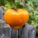 Сорт томата Orange Strawberry (Клубника Оранжевая), США