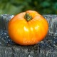 Сорт томата Оранжевый гигант Дмитриева