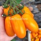Сорт томата Оранжевые пальчики