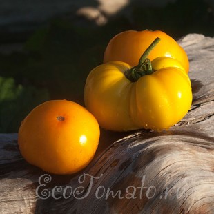 Сорт томата Persimmon (Персимон, Хурма, США)