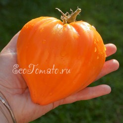 Orange Strawberry (Клубника Оранжевая), США