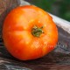 Сорт томата Тарасенко оранжевый