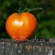Сорт томата Воловье сердце, оранжевое