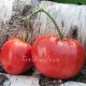 Сорт томата 1884 Strawberry Wedge (1884 Клубничный клин), США