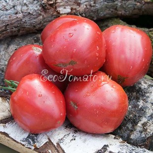 Сорт томата African Vining (Африканская Лиана)