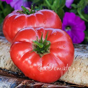Сорт томата Азербайджанские
