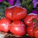 Сорт томата Бычье сердце (Минусинское)