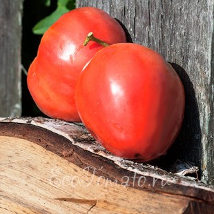 Сорт томата Биволско сърце (Бычье сердце, Болгария)