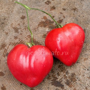Сорт томата Бычье сердце, ВИР