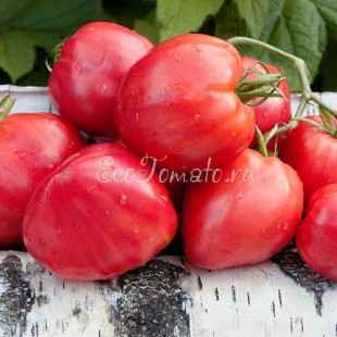 Сорт томата Домашнее сердце Гонсиоровских