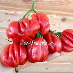 Gezante Tomato Buhrer-Keel (Зубчатый помидор), Италия