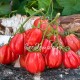 Сорт томата Gezante Tomato Buhrer-Keel (Зубчатый помидор), Италия