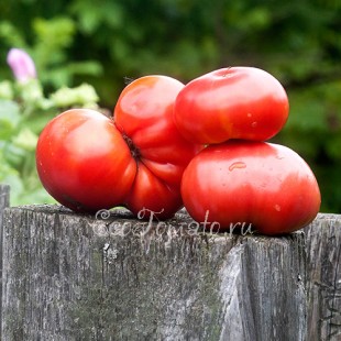 Сорт томата Heatherington Pink (Хитерингтон пинк), США