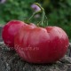 Сорт томата Lilac Giant (Лиловый Гигант), США