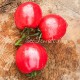 Сорт томата Мархотское гроно (Мархотская кисть), Беларусь