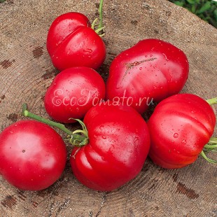 Сорт томата Одесский розовый