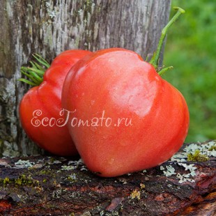 Сорт томата Орлиное сердце