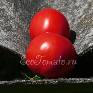 Сорт томата Перуанский домашний
