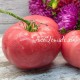 Сорт томата Подушка Розовая, Казахстан
