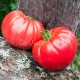 Сорт томата Приамурский Крупноплодный