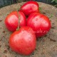 Сорт томата Розовый Кит