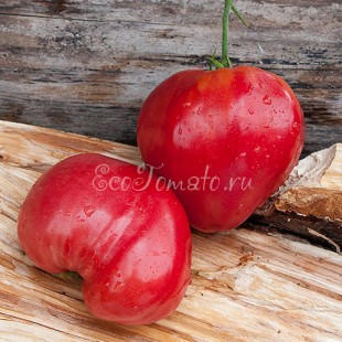 Сорт томата Розовый мед