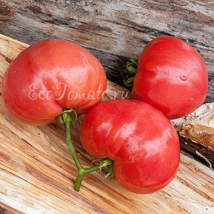 Сорт томата Sherry's sweet heart (Сладкое сердце Шерри), США