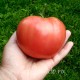 Сорт томата Сердце Кенгуру розовое