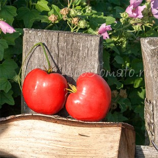 Сорт томата Сердце Григорьевны