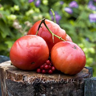 Сорт томата Сердце Новороссии