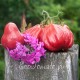 Сорт томата Tlacolula (Тлаколула), США