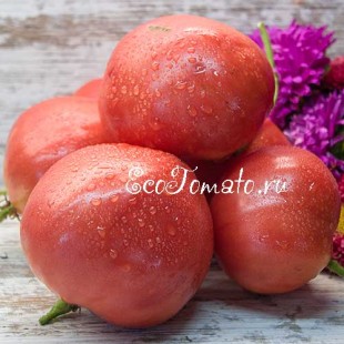 Сорт томата West Virginia Sweetmeat (Конфеты Западной Вирджинии), США