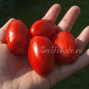 Сорт томата Астраханские пальчики