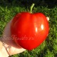 Сорт томата Белорусское сердце