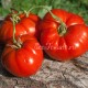 Сорт томата Бердский крупный