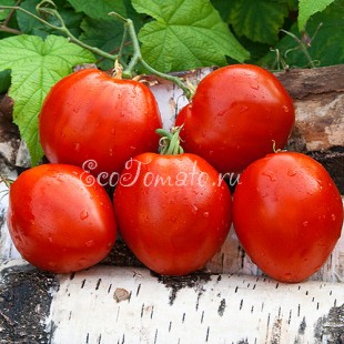 Сорт томата Бычье сердце Выставочное