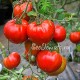 Сорт томата Бычье сердце Минусинское Плоское