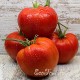 Сорт томата Бычье сердце Минусинское Плоское
