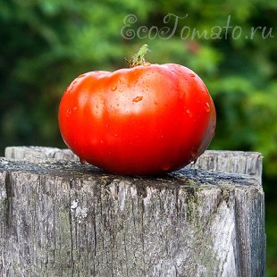Сорт томата Бычий лоб