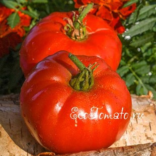 Сорт томата Big Zac Red (Большой Зак красный), США