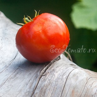 Сорт томата Большой вальс