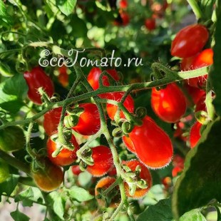 Сорт томата Datterini red (Даттерини красные), Италия